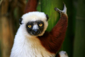 Cyfaki, ili spereki: fotografija neobičnih majmuna Cyfaki, ili spereki: fotografija neobičnih majmuna